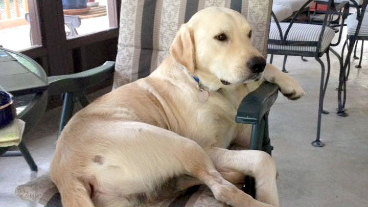 Lucky a strange dog, owner says
